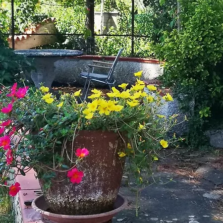 Artemisia * Borgo a Buggiano